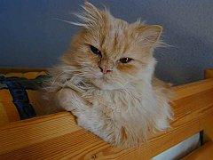 Gatti (311)